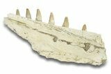 Mosasaur Jaw Section with Six Teeth - Morocco #270885-3